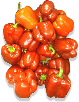 Fresh Pepper